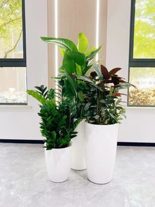 宁波北仑花卉租赁哪家好